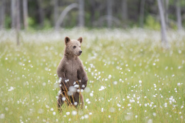 Wall Mural - Brown bear cub (Ursus arctos) standing on a Finnish bog in the middle of the cotton grass
