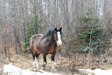 Wall Mural - Clydesdale horse walking out of forest in the snow