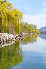 Calm Water Reflecting Willow Trees On A River Bank