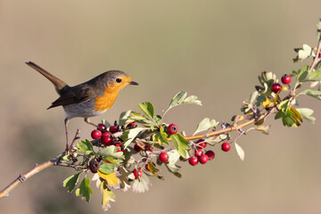 The European robin (Erithacus rubecula)	
