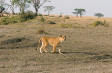 Lioness Going Hunting For Her Cubs