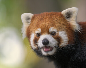 Sticker - Red panda (Ailuris fulgens) young male portrait