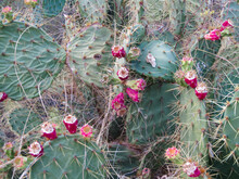 Cactus Con Flores Rosas En Una Montaña