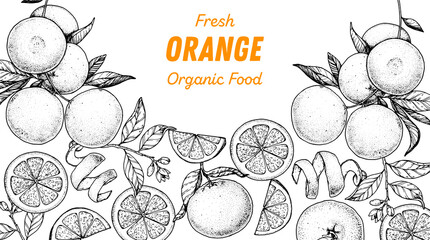 Orange fruit hand drawn design. Vector illustration. Design, package, brochure illustration. Orange fruit frame illustration. Design elements for packaging design and other.