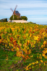 Wall Mural - Autumn view on colorful grand cru Champagne vineyards near Moulin de Verzenay, pinot noir grape plants after harvest in Montagne de Reims near Verzenay, Champagne, wine making in France