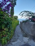 Fototapeta Nowy Jork - Capri walkway full of flowers