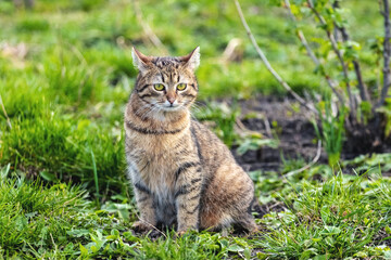 A young brown tabby cat sits in the garden on the grass near a currant bush.