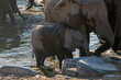 Elephant herd at the waterhole in Etosha national park in Namibia