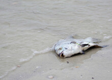 Dead Gray Angelfish Washed Up On The Gulf Of Mexico From Red Tide At St. Pete Beach, Florida
