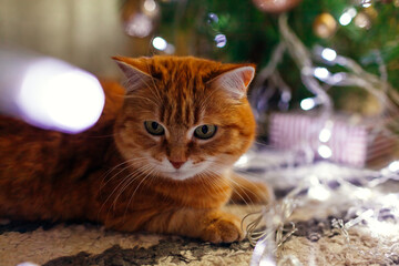 Wall Mural - Close up of ginger cat lying by Christmas tree playing with lights at home. Pet is having fun. New year winter holidays