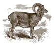 Mouflon ram ovis gmelini in side view, standing on a rock in the mountains, after antique engraving from 19th century