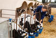 Caring female farmer in uniform giving milk to calves in plastic calf hutch on farm in countryside in autumn