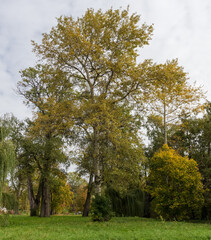 Wall Mural - Old aspens in the autumn park in overcast weather