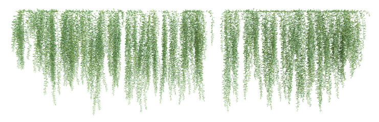 3D illustration of creeper plants on transparent background