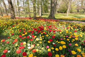 Wall Mural - spring flower beds of blooming colorful pink purple tulips in a large park