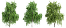 Set Of  Willow Trees Isolated, 3D Rendering