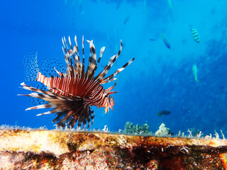 Wall Mural - Common Lionfish - (Pterois miles), the most frequently spotted into the Red sea