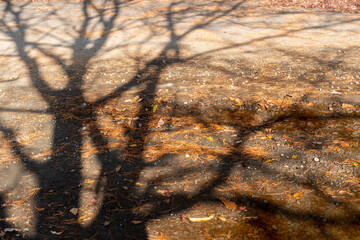 Wall Mural - shadows from trees on floor