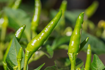 Wall Mural - small green chillies also known as Capsicum annuum (chilli peppers) and Capsicum frutescens growing on tree.