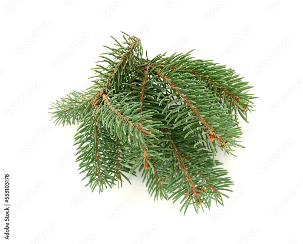 Green Christmas branches on white background