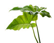 Philodendron giganteum leaf, Giant philodendron isolated on white background, with clipping path 