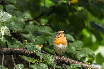 Sticker - robin on a branch