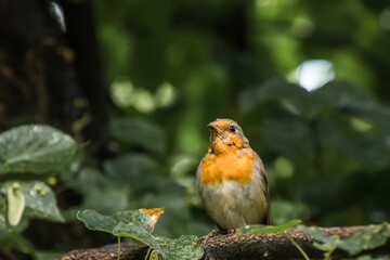 Sticker - robin on a branch