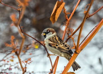 Sticker - red backed shrike