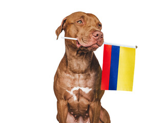 Charming, adorable puppy with the national flag of Colombia. Closeup, indoors. Studio shot. Congratulations for family, loved ones, relatives, friends and colleagues. Pet care concept