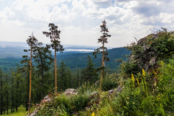 Sticker - pine tree in the mountains