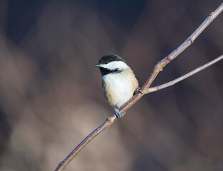 Wall Mural - black capped chickadee bird standing on the tree branch