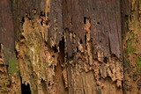 Fototapeta Uliczki - Old wet rotten tainted wood texture with some moss. Natural rotten wood walls as background. Closeup