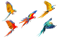 Set Of Macaw Parrots Flying Isolated On Transparent Background.