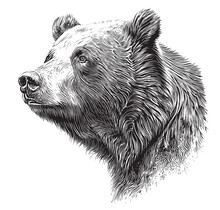 Bear Head Portrait Sketch Hand Drawn Sketch Vector Illustration