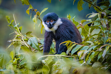 l'hoest monkey in nyungwe national park, rwanda