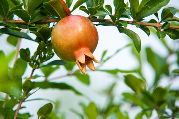 Mature pomegranate