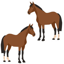 Vector Brown Horse Stands On A White Background