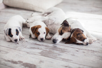 Wall Mural - Puppy dog sleeping on the floor