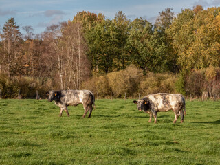 Wall Mural - cows blanc bleu belges in a field