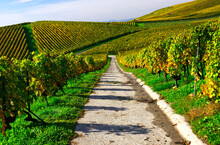 Road In Between  Slopes Covered With Grapevines, Autumn - October, La Côte Wine Region,  Féchy, Morges District, Canton Vaud, Switzerland, Europe