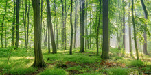 Natural Forest Of Beech, Oak And Hornbeam Trees, Sunbeams Through Fog Create Mystic Atmosphere	