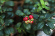 Sprig of delicious ripe red lingonberries outdoors, closeup