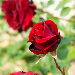 Roses bush blooming. Beautiful red flowers, beauty in nature at spring