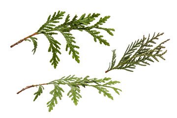 Wall Mural - Fir branch, set. pine, spruce, fir and other coniferous trees. A branch of golden fir. christmas tree, isolated on transparent background png. Object for christmas card, packaging, banner, calendar.	