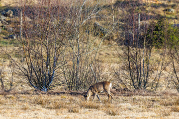 Poster - Roe deer grazing on a meadow