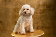 Cute and joyful purebred toy poodle sits on retro vintage table