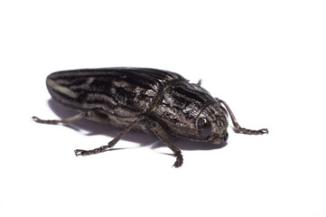 Beetle Flatheaded pine borer, Chalcophora mariana, isolated on a white background