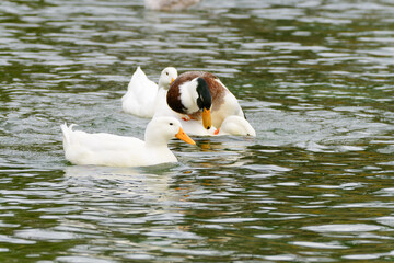 Wall Mural - Ducks on water