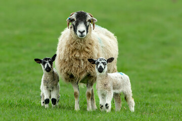 Wall Mural - Swaledale ewe or female sheep in early Springtime, facing forward in green meadow with her two young Swaledale mule lambs.  Copy space.  Horizontal.