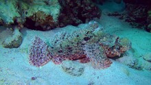 Tassled Scorpionfish (Scorpaenopsis Oxycephala) Lies On A Sandy Bottom Among Corals And Changes Color, Side View, Close-up.